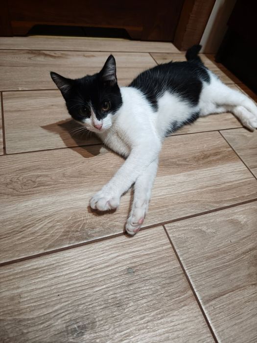 Dwa kocurki do adopcji