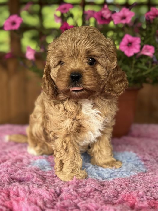 Cavapoo - Dziewczynka