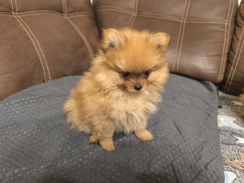 Красиві дівчатка шпіци