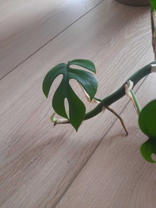 monstera, skrzydłokwiat sprzedam