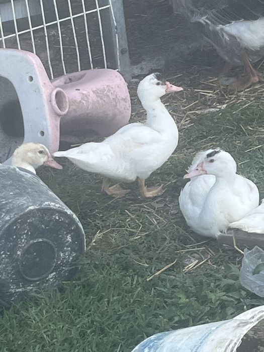 Patos mudos jovens