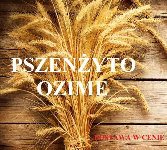 PSZENŻYTO OZIME - Dostawa Gratis - 9 odmian - Materiał Siewny Pszenżyta Nasiona Tadeus Tributo Tiesto