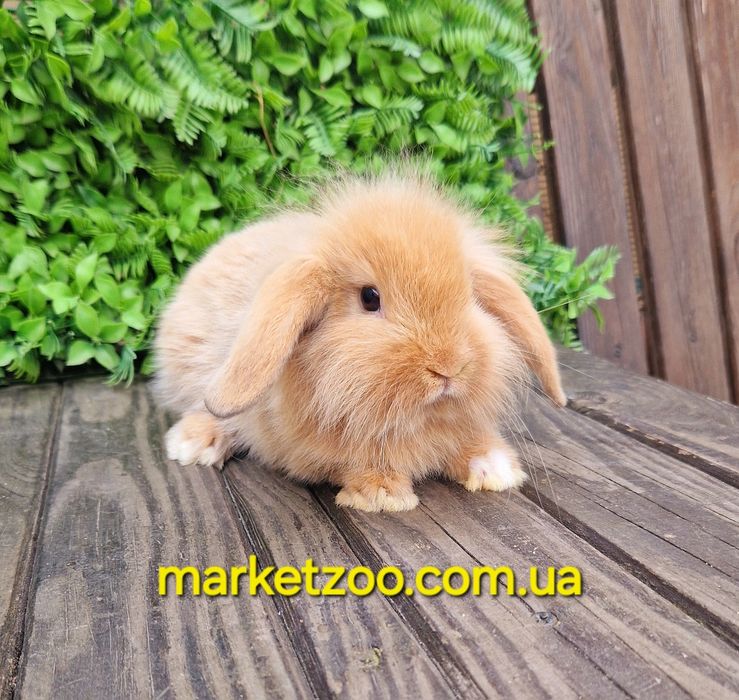 Міні кролик висловухий баранчик mini lion lop руденький з білою лапкою