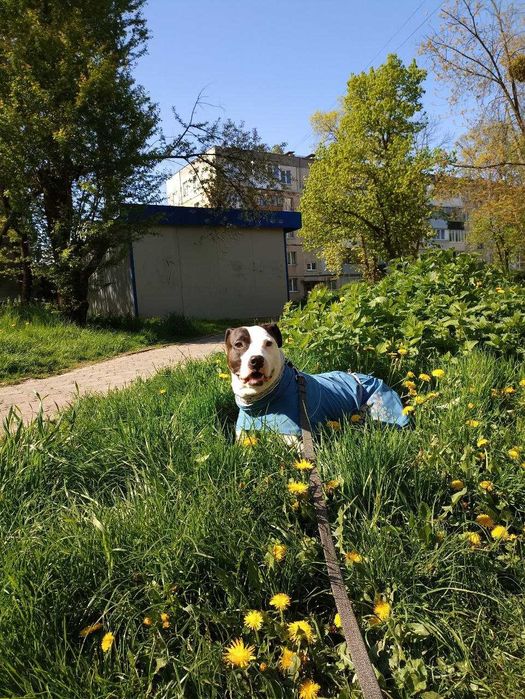 Мішаний стафф-пітбуль для в'язки