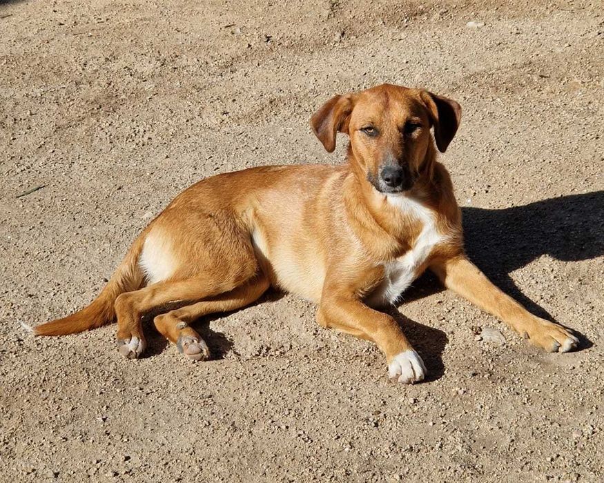 ANDIE - Cãozinho jovem para adoção!