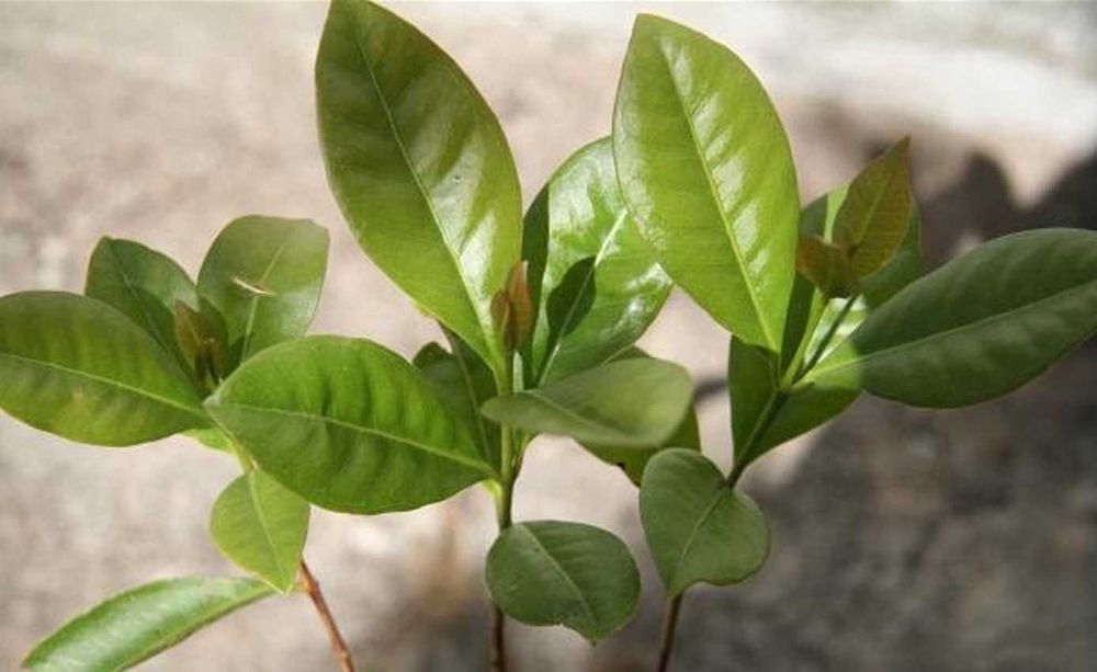 Araçá vermelho árvores