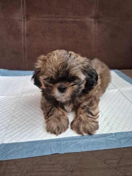 Shih Tzu  piesek  ZEFIR  IV pokoleniowy rodowód