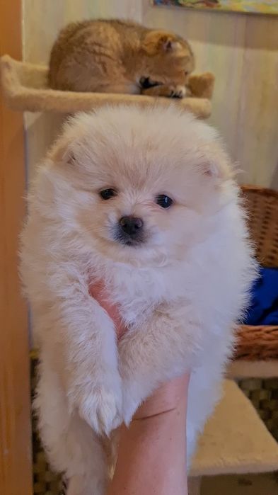 Малыши Шпицы Померанские