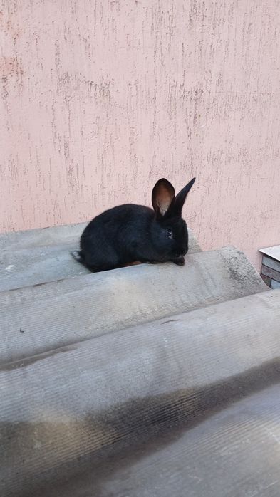 Полтавское серебро