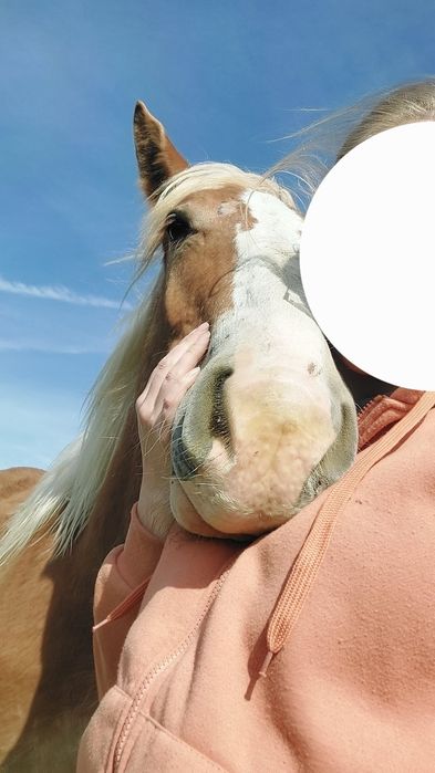Ogierek pkz sztum