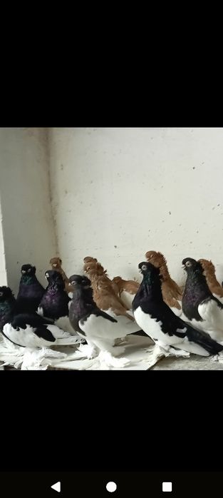 Sroczka polska krótkodzioba młode 25