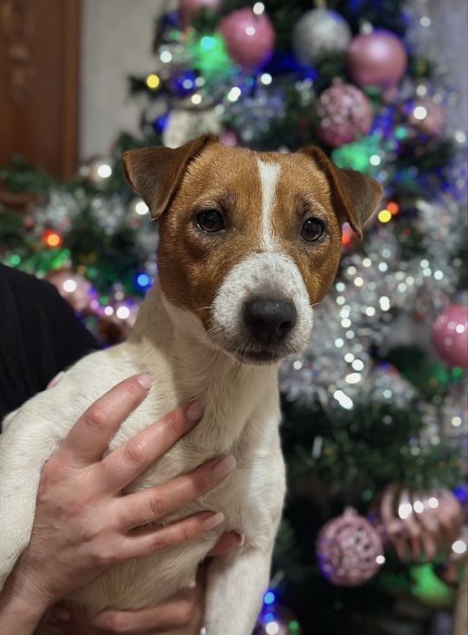 Джек Рассел терʼєр 2 роки