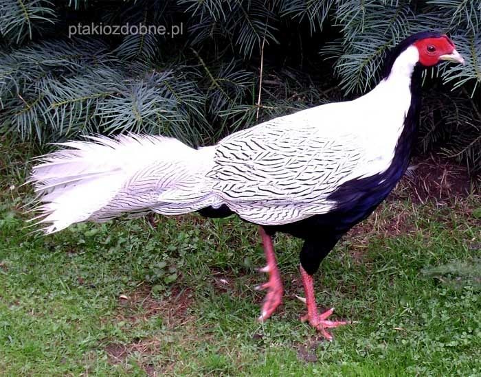 Bażant srebrny para samica samiec