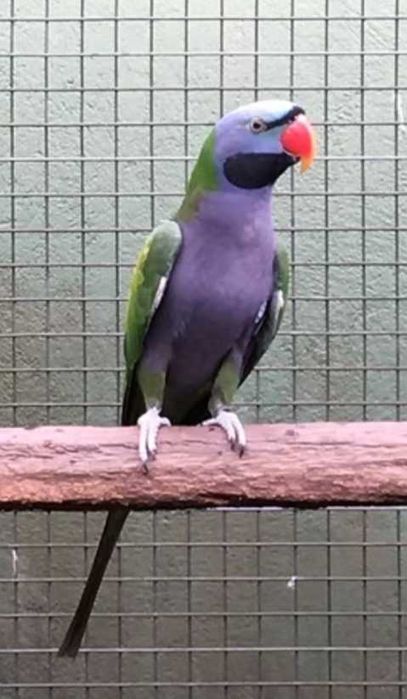 Derbianas para criar à mão