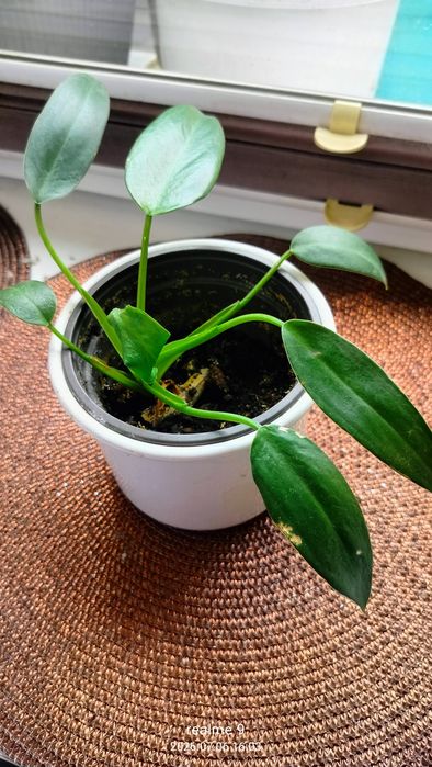Philodendron  nie wiem jaka odmiana
