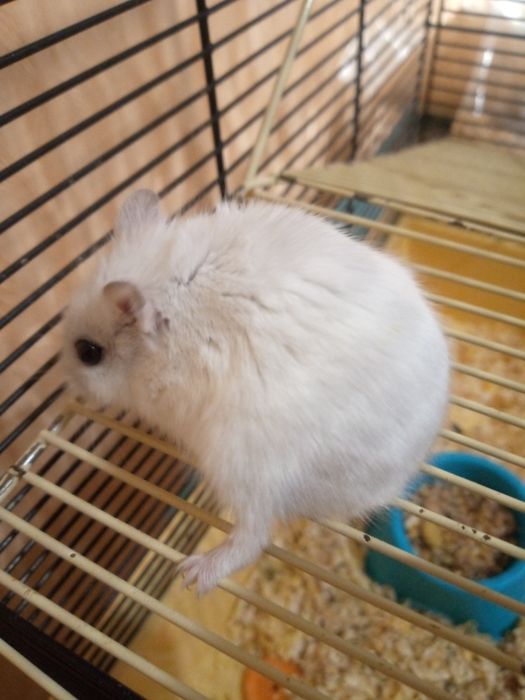 Хомячки Кременчуг