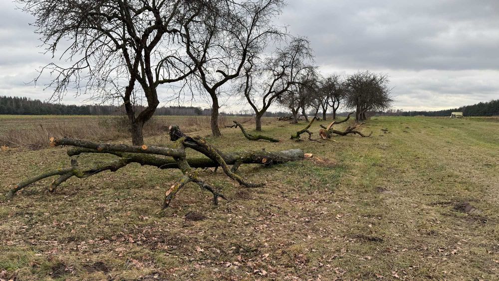 Drewno z wycinki - jabłoń i topola