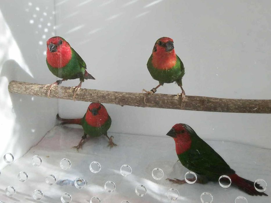 Papuziki czerwonolice