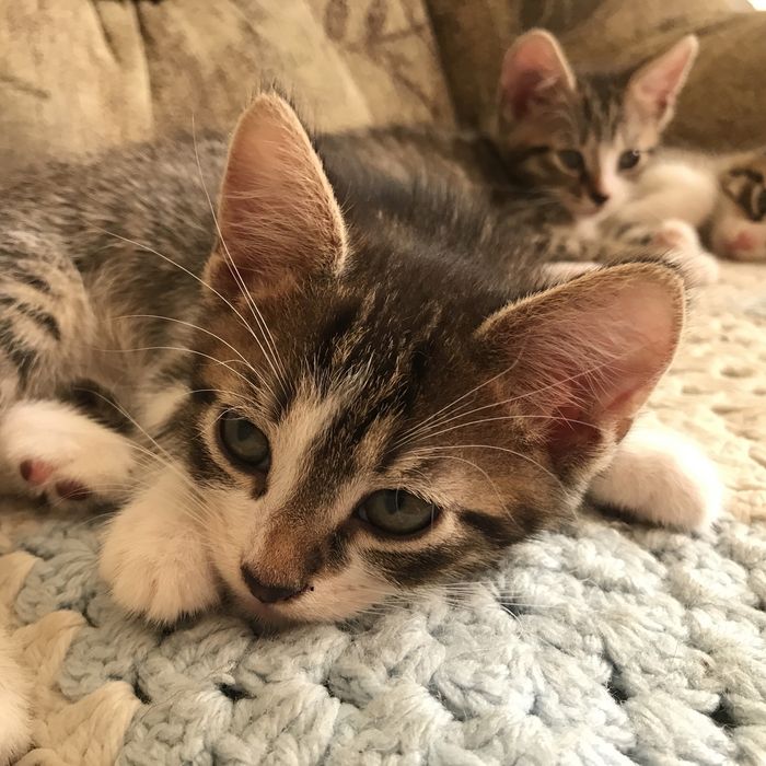 Котята в хороші руки безкоштовно