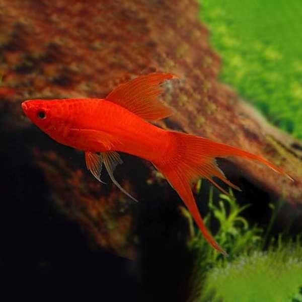 GB Mieczyk Czerwony Weloniasty (samce) - dowóz ryb!