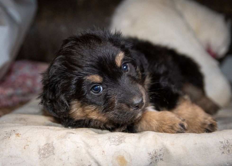 Отдам даром в добрые руки щенков