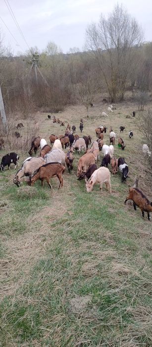 Козенята молочні