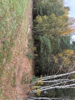 Działka rolna 1.46 ha, Białki gm. Tłuszcz - View 6