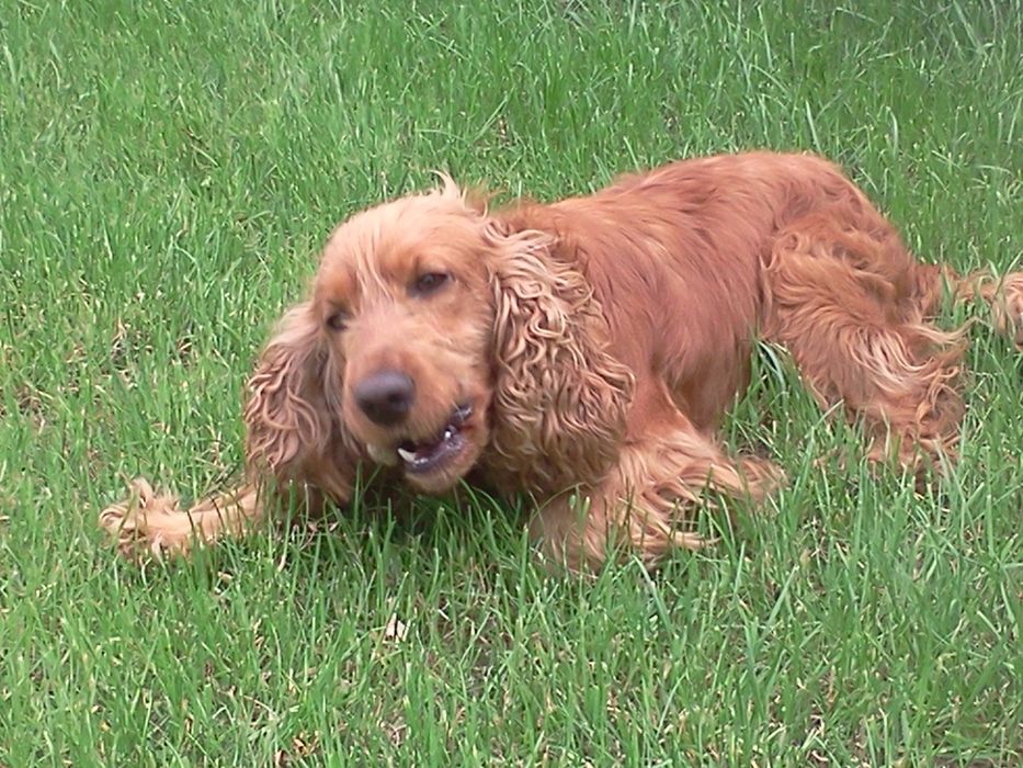 Cocker spaniel suczka