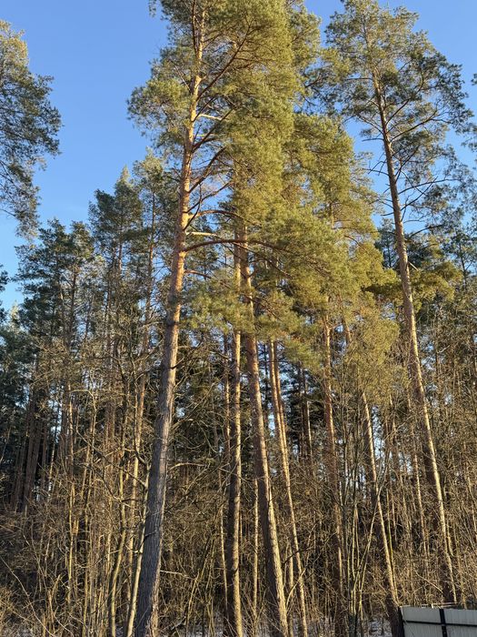 Продам ділянку с виходом до Заповідного Лісу