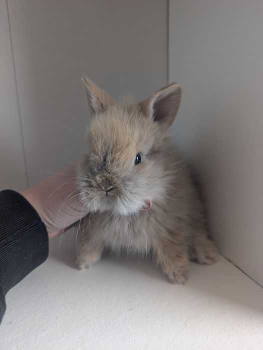 Karzełek Teddy, królik miniaturka