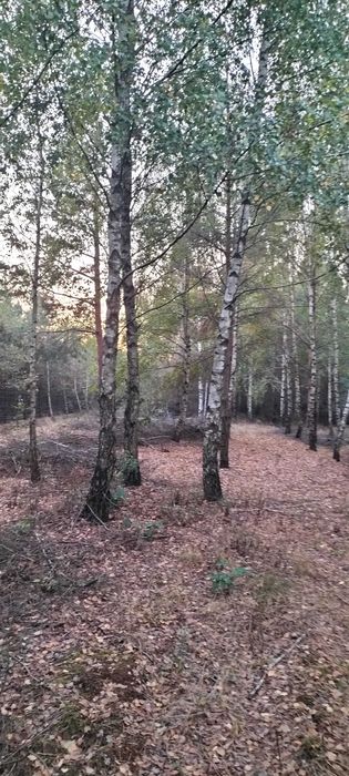 Działka 2,83 ha z lasem (66 lat) i samosiewem | Rumoka, pow. mławski – nienaruszony drzewostan - View 2