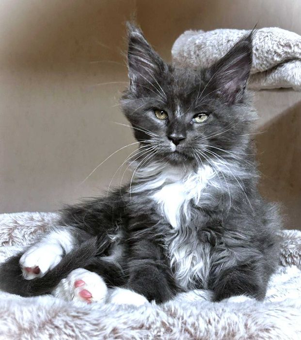 Maine coon kocurek niebieski z białym - FPL