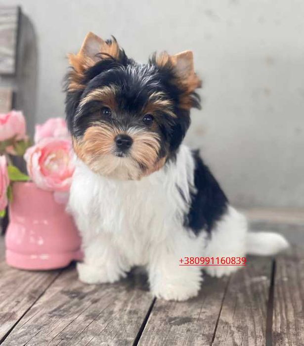 Цуценя якісного розведення Бівер-йоркширський тер'єр