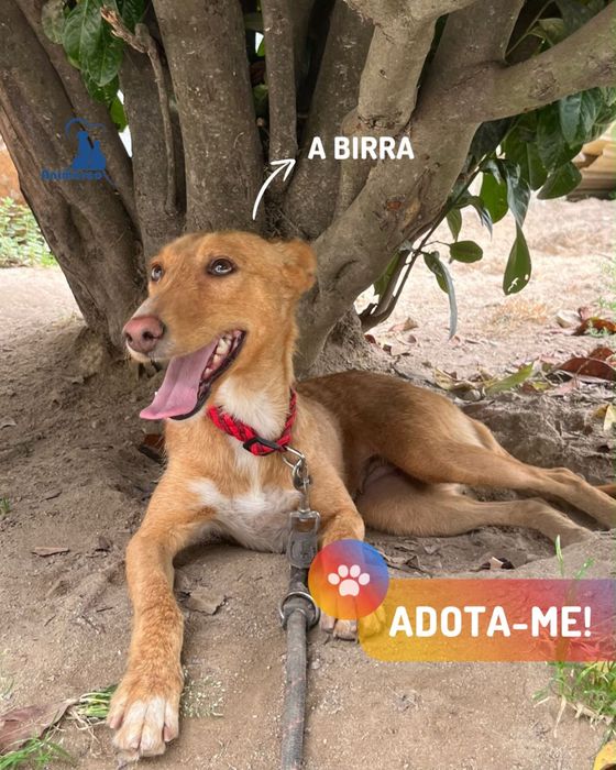 Birra - cadela jovem porte medio