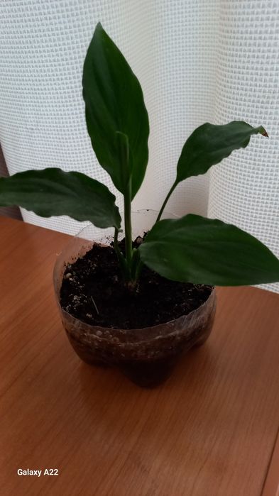 Спатифілум вазон