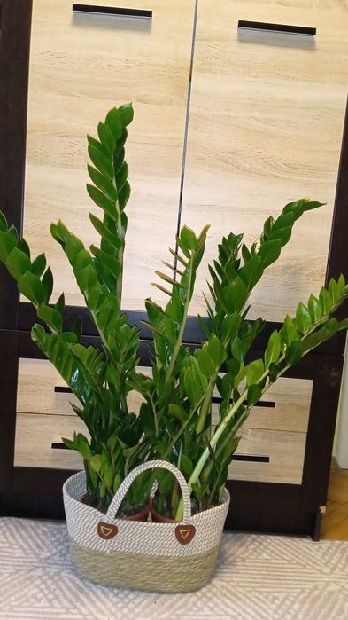 Заміокулькас 17 об'єм горщика 87 см сама рослина  садово кімнатна росл