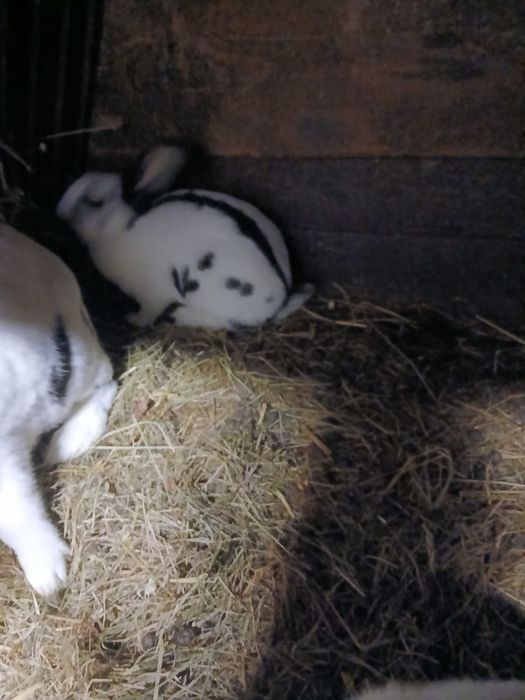 Srokacz niemiecki Termondzki Biały