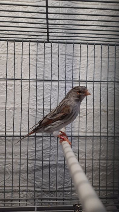 Fêmea agata vermelho mosaico