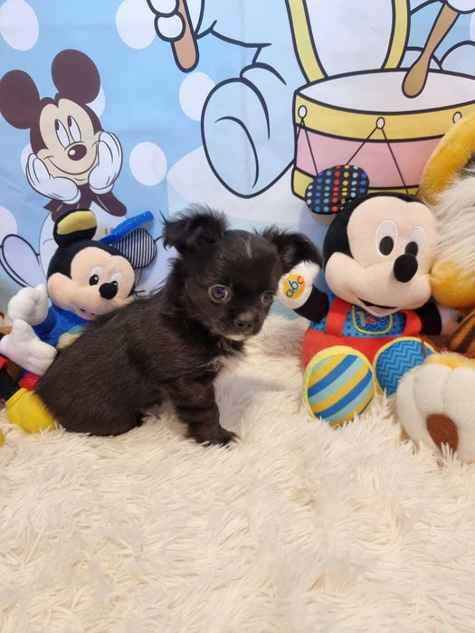 Chihuahua macho de pêlo comprido com Pedigree