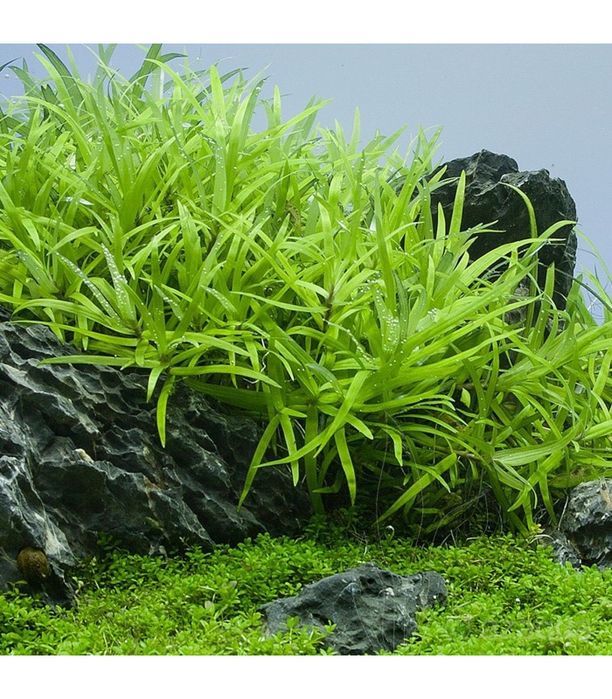 Heteranthera Zosterifolia
