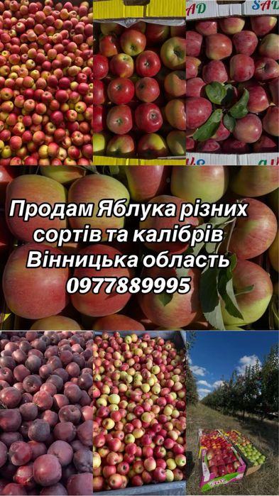 Яблука різних сортів