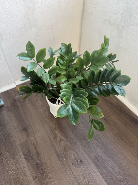 Заміокулькас квіти