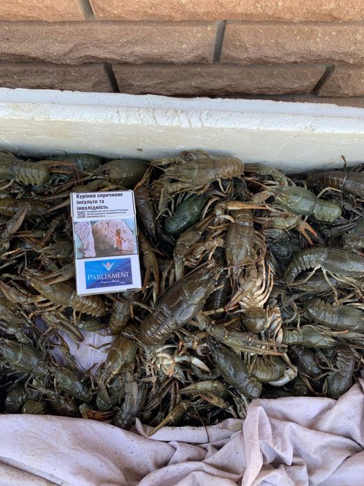 Живой рак ! Краматорск ! Доставка , Вареный !