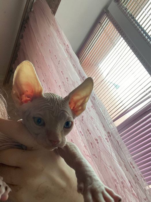 Кошеня сфінкса( хлопчик)