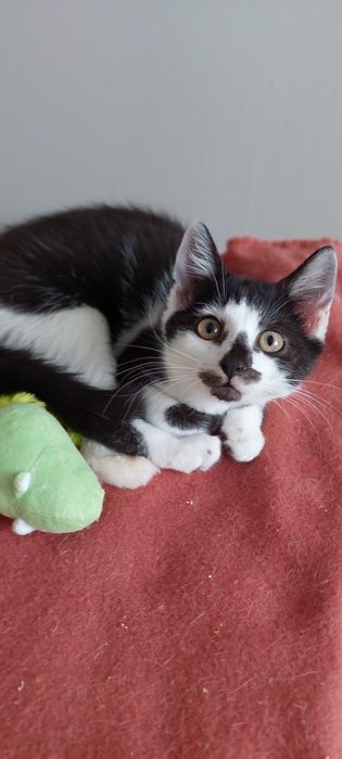 Nina cudowna koteczka do adopcji