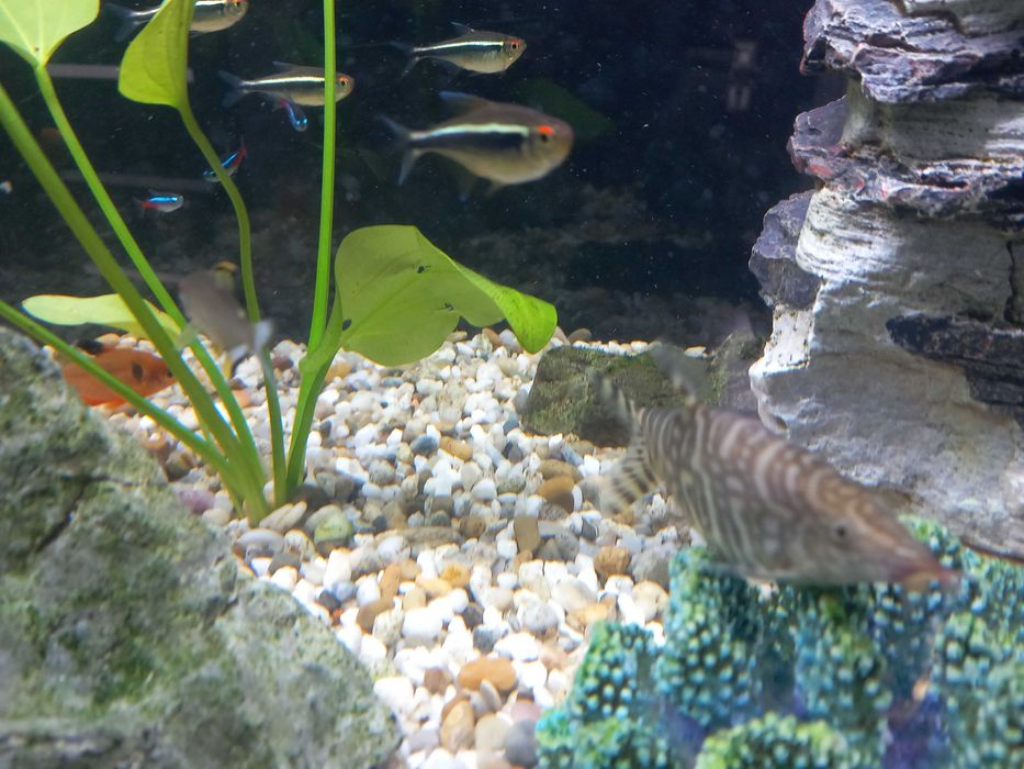 Bocja rybka rozrabiaka