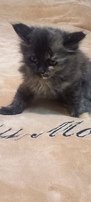 Кошенята скотіш страйт