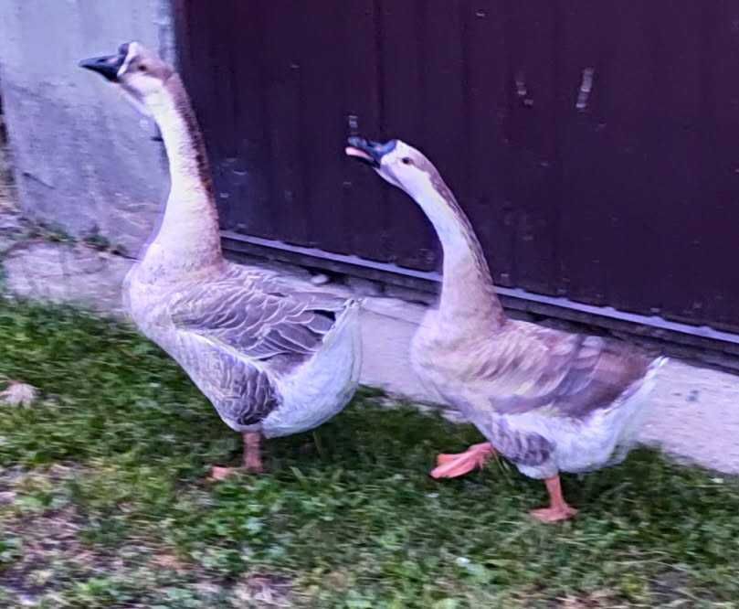 gęś, gęsi, gąsior, garbonose, garbonosa, łabędziowe