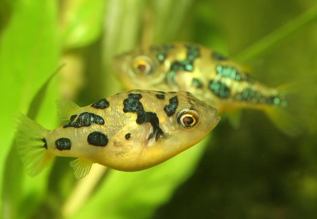 GB Kolcobrzuch karłowaty (Carinotetraodon travancoricus)