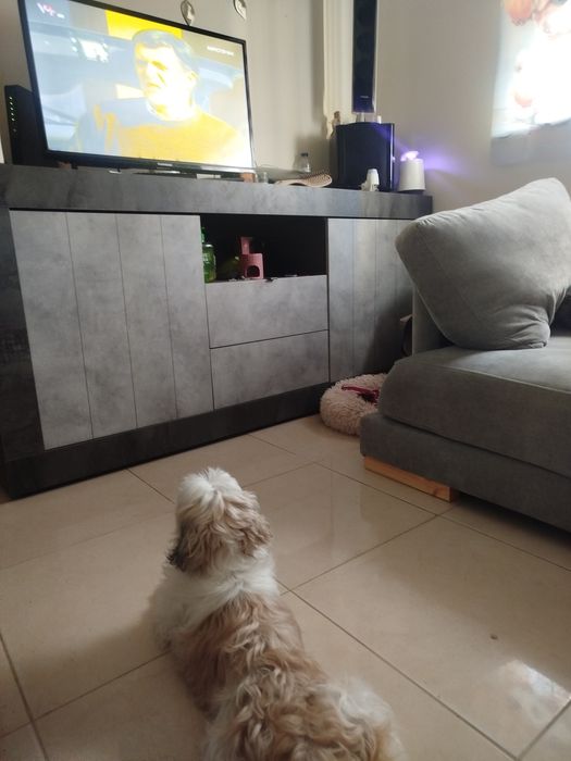 Shih tzu menina lindíssima